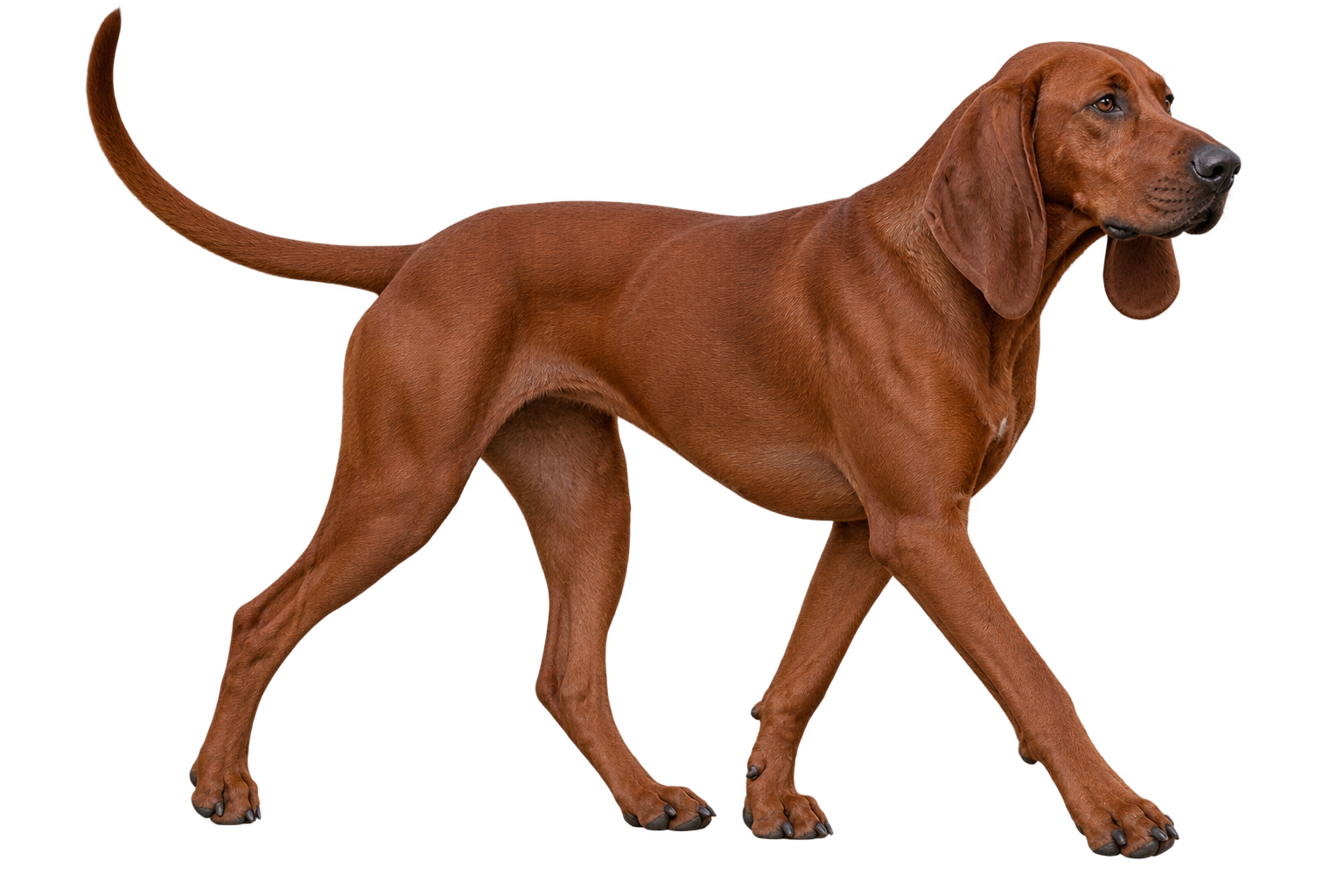 Redbone Coonhound
