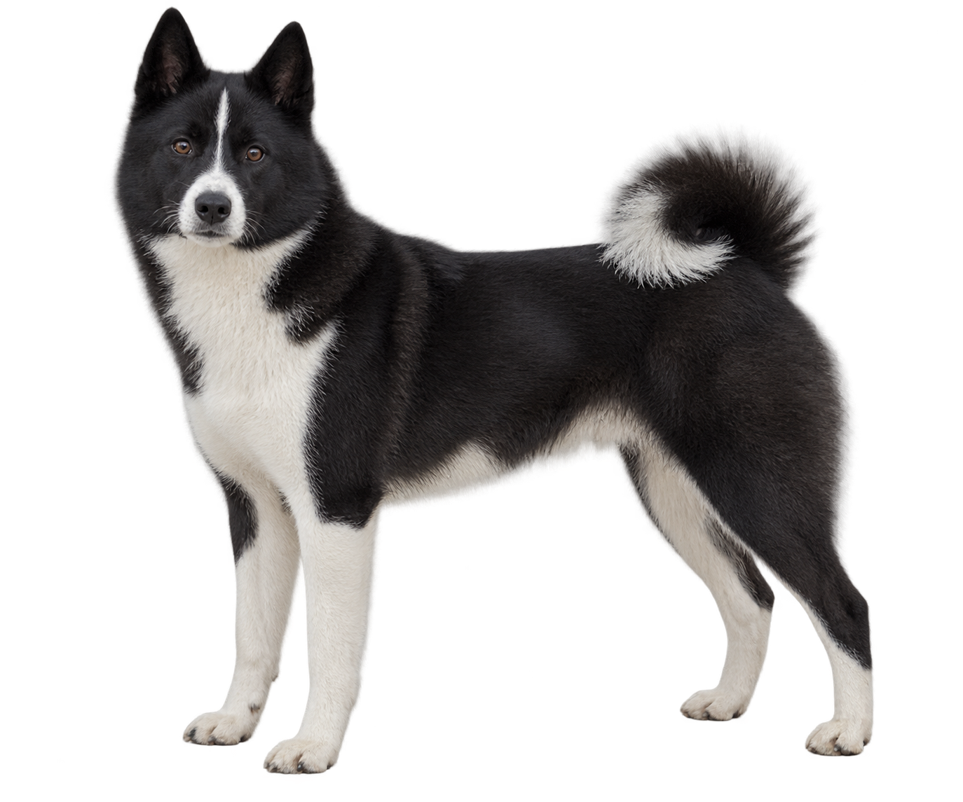 Russian-European Laika