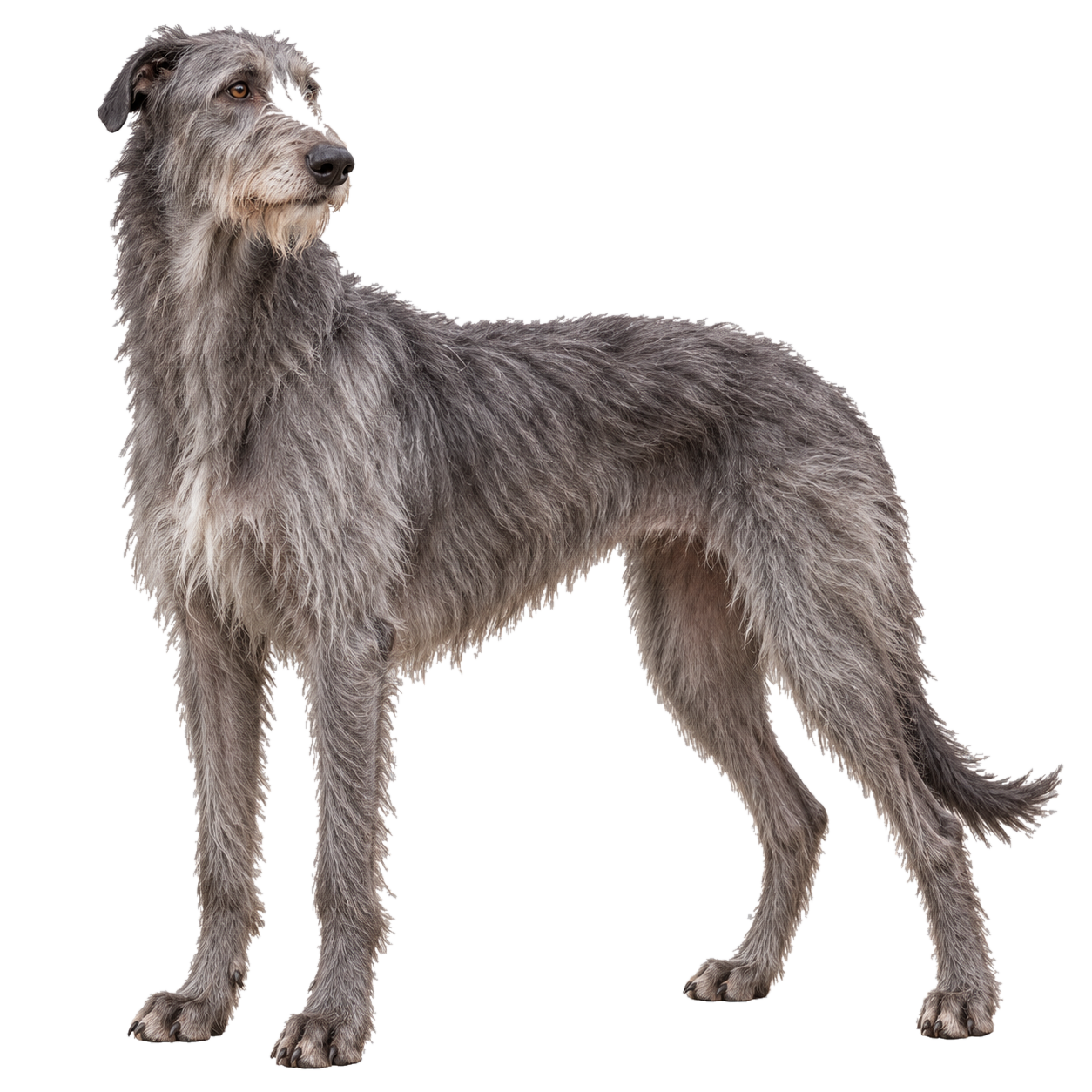 Scottish Deerhound