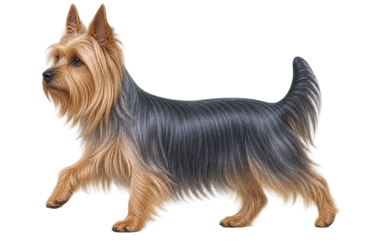 Silky Terrier