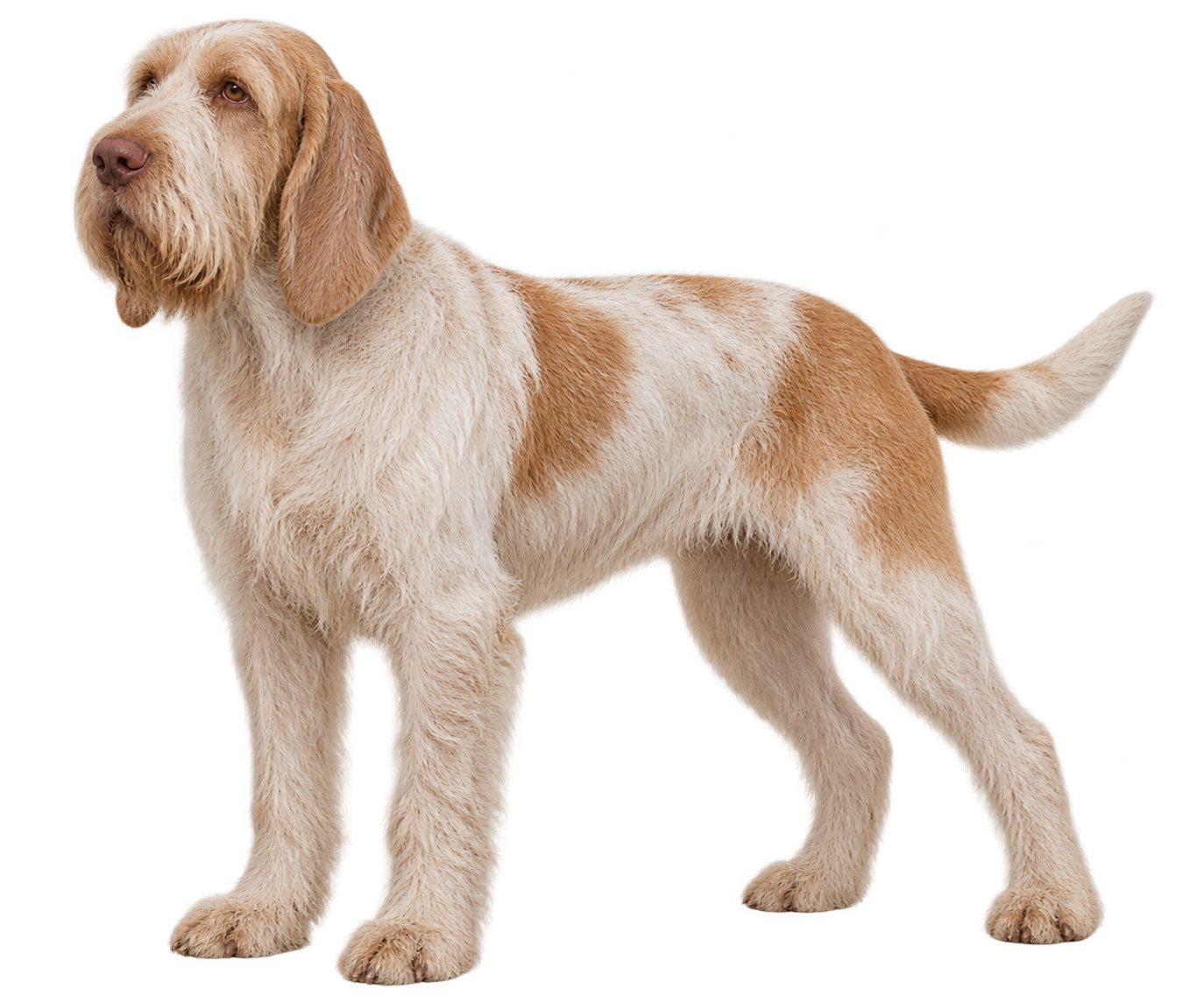 Spinone Italiano