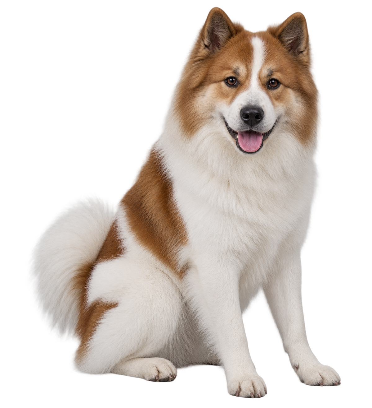 Thai Bangkaew Dog