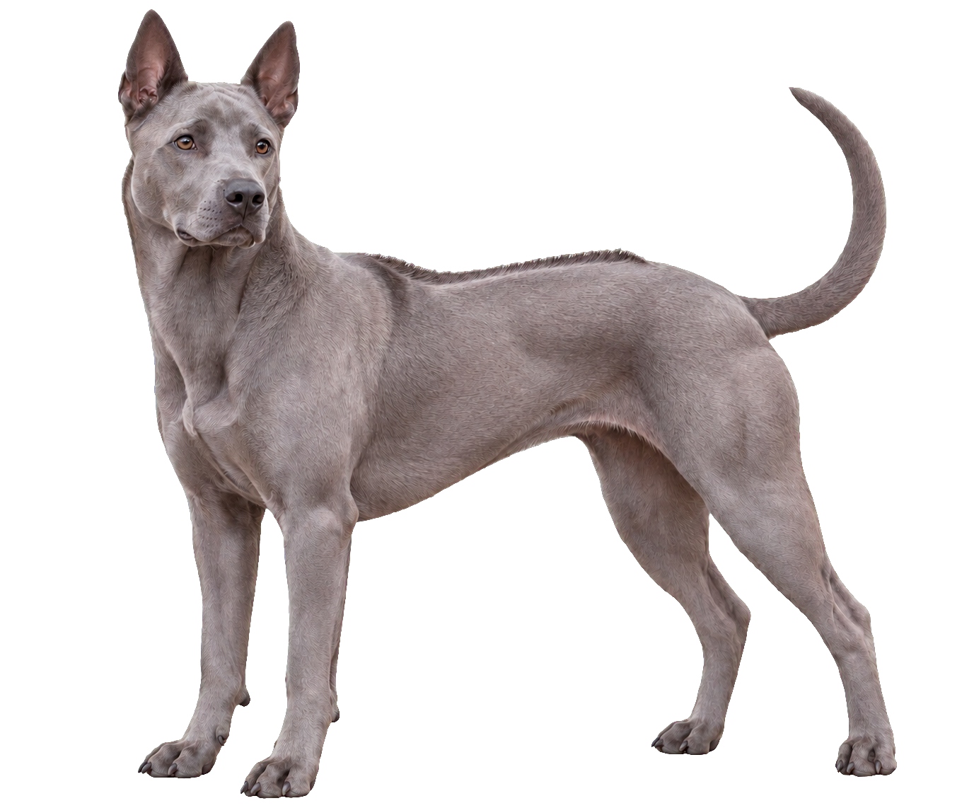 Thai Ridgeback