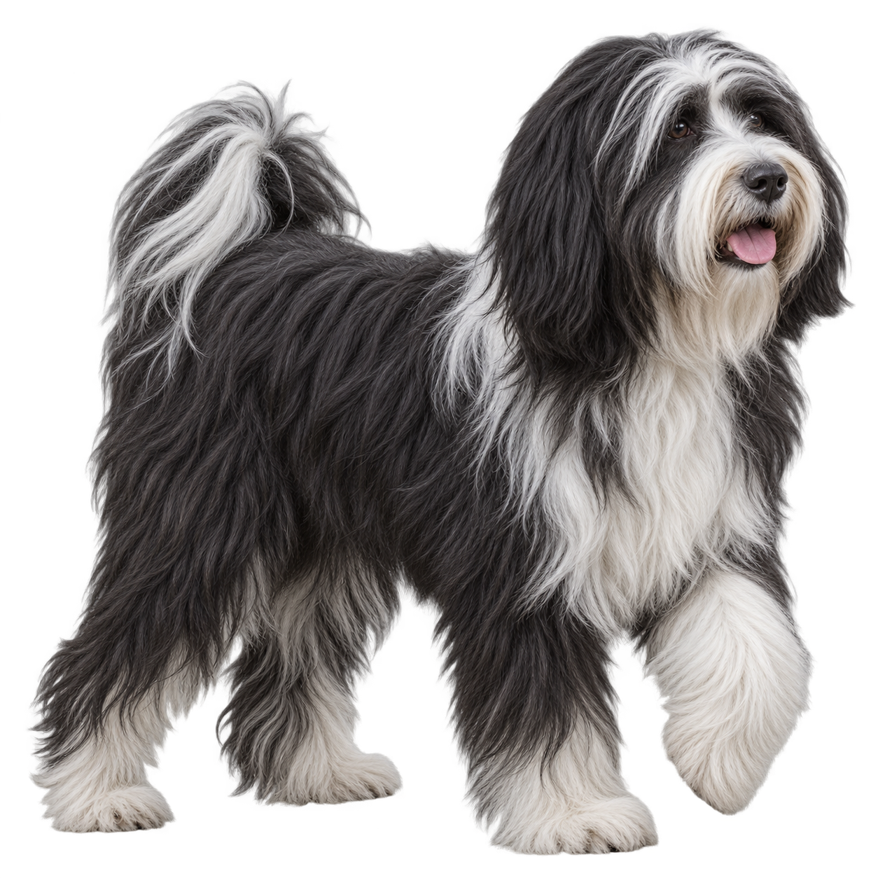 Tibetan Terrier