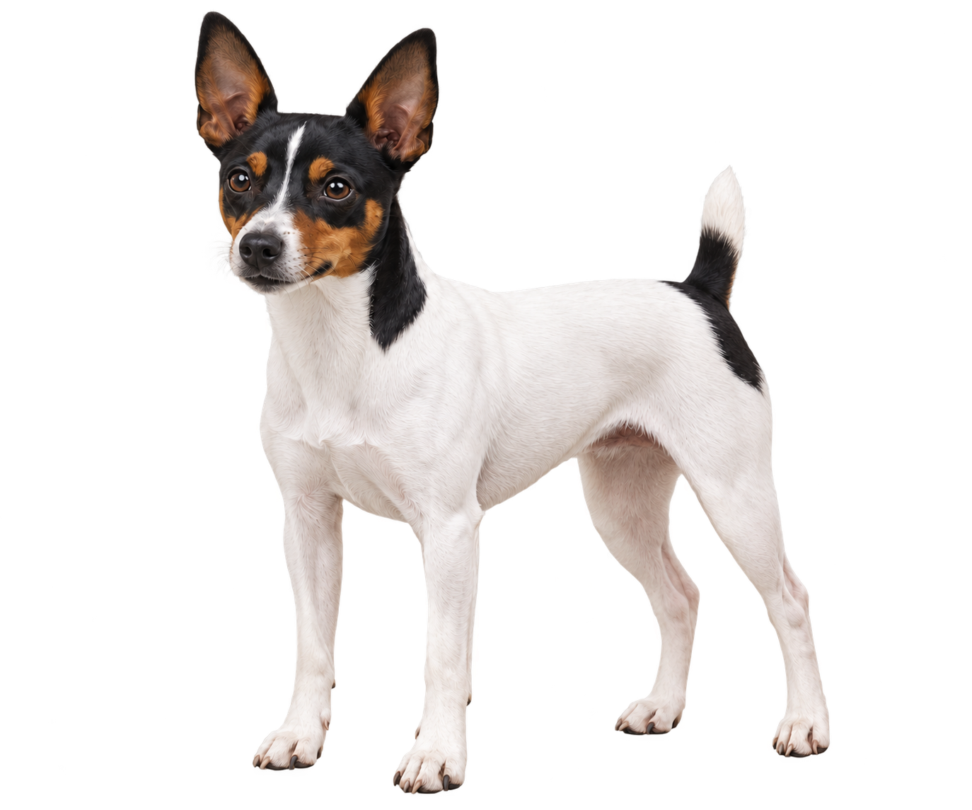Toy Fox Terrier