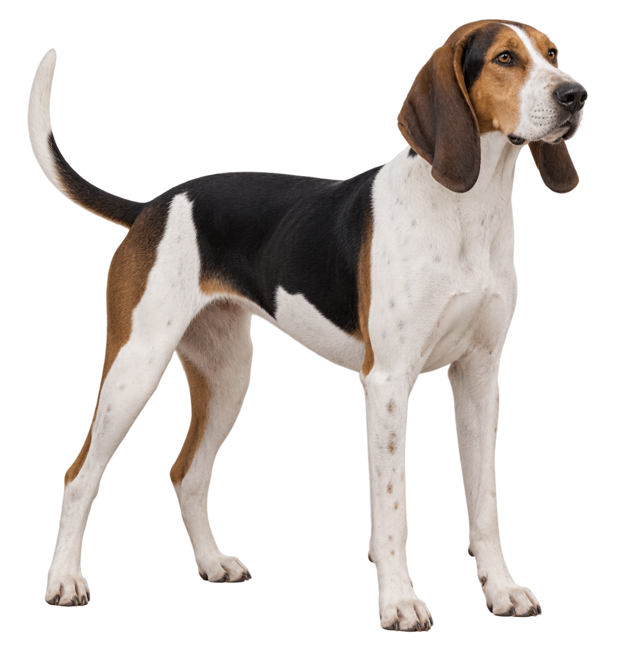 Treeing Walker Coonhound