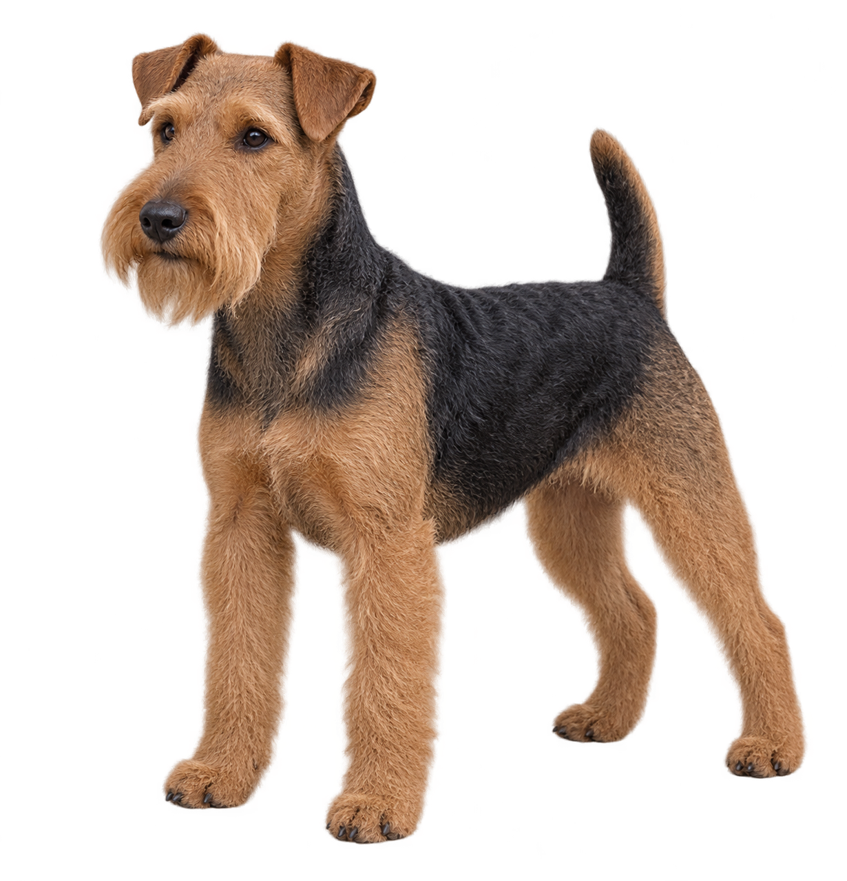 Welsh Terrier