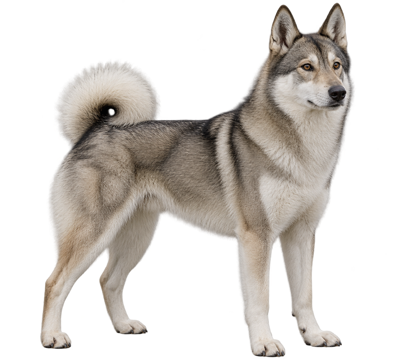 West Siberian Laika