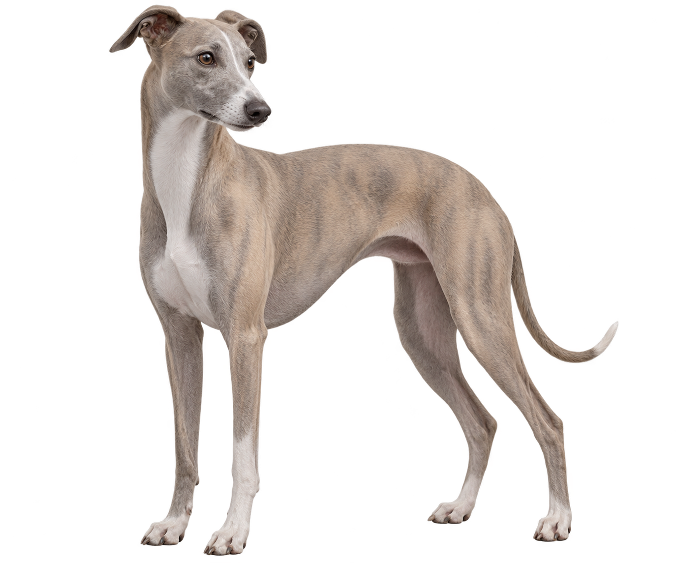 Whippet