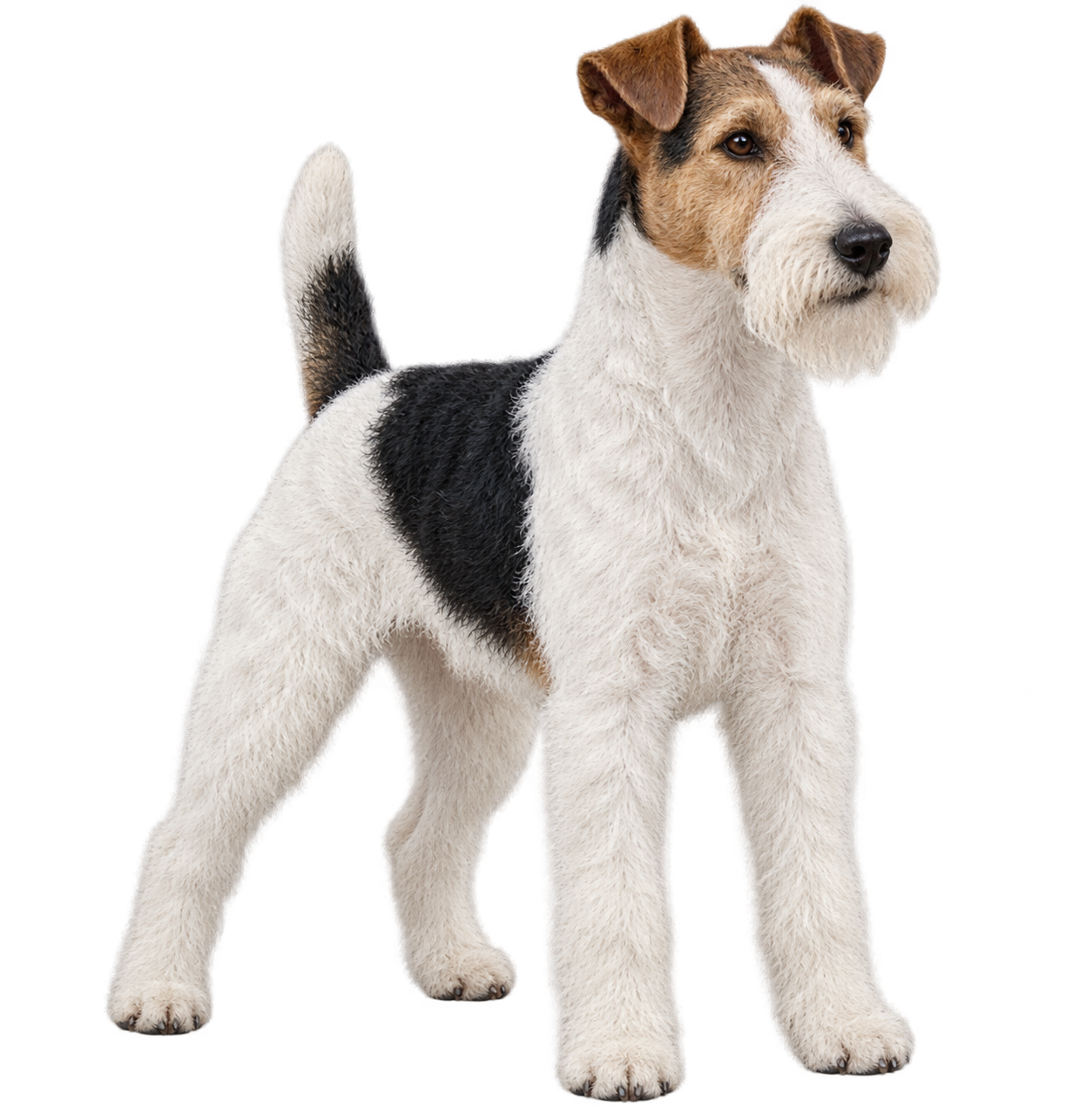 Wire Fox Terrier