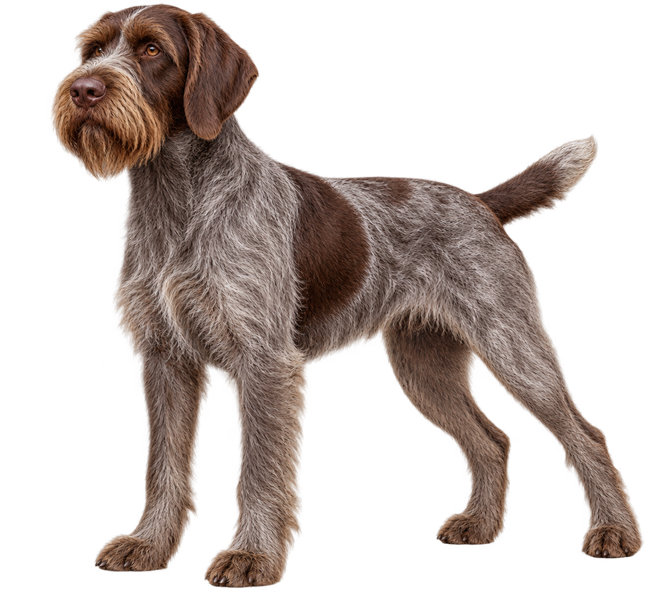 Wirehaired Pointing Griffon