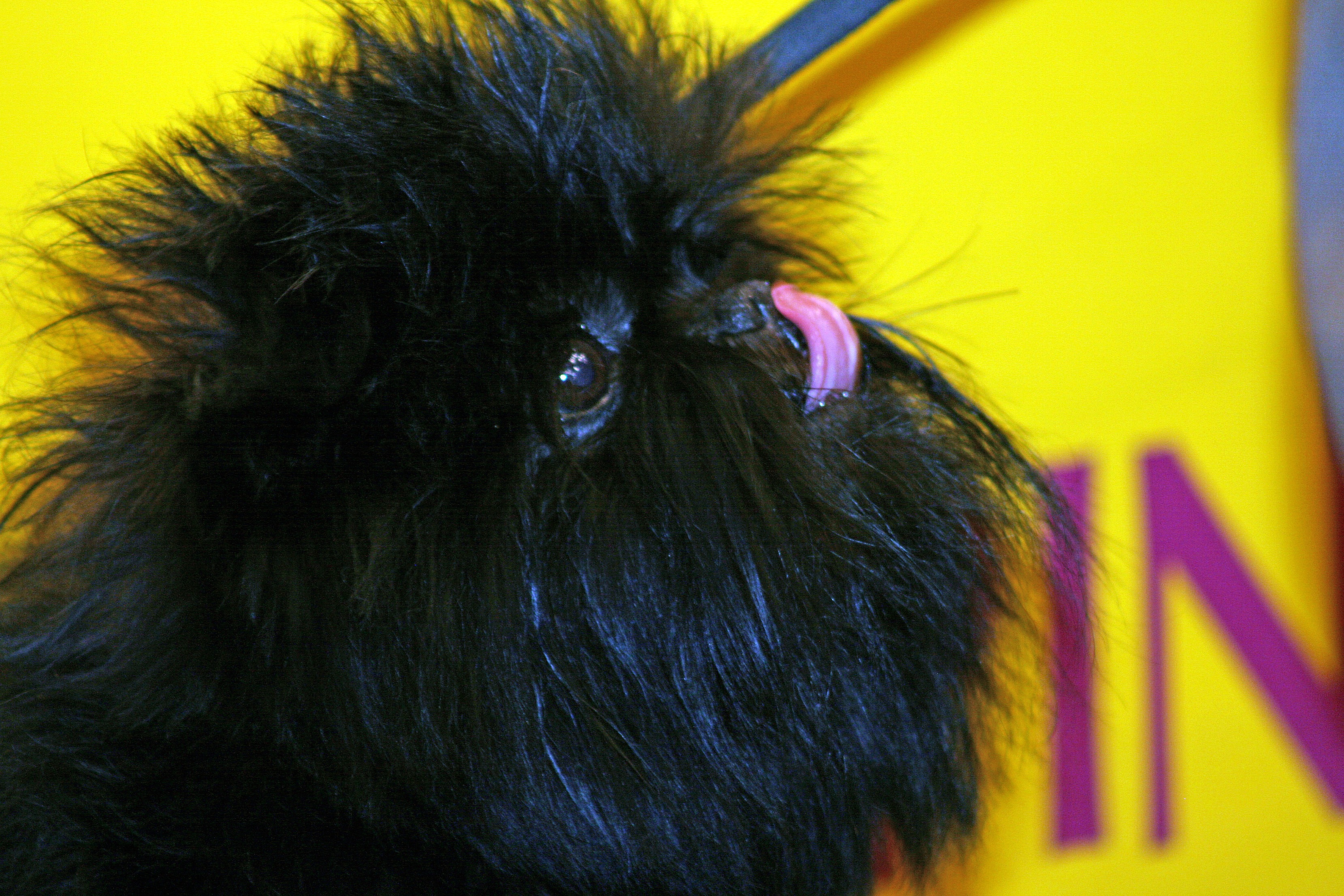 A real Affenpinscher