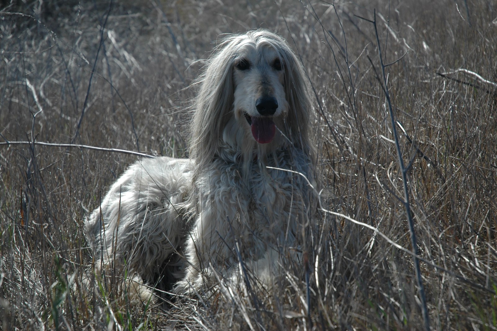 A cream Afghan Hound standing among tall grass