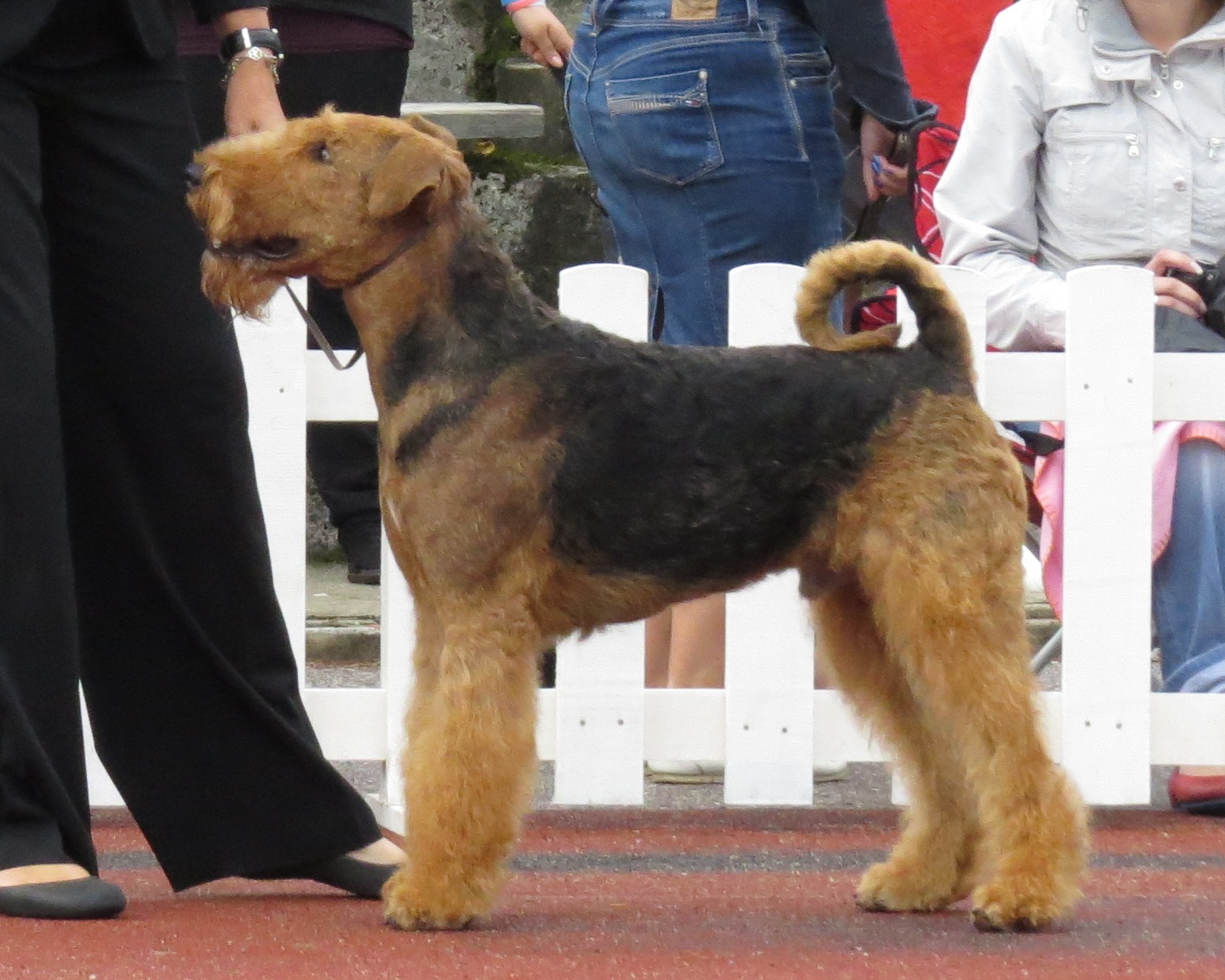 A real Airedale Terrier standing at a dog show