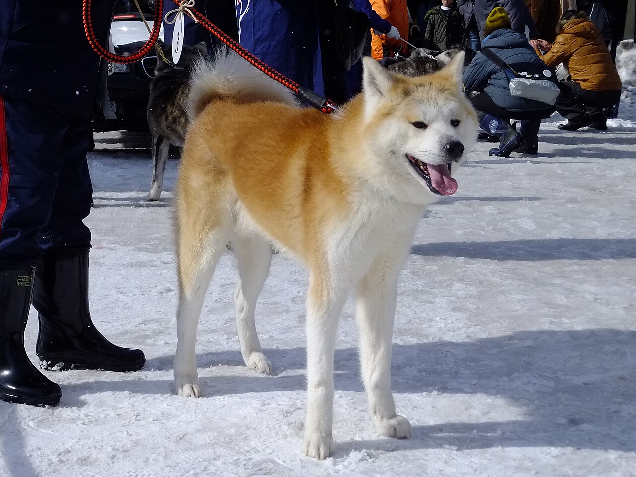 A real Akita standing outdoors