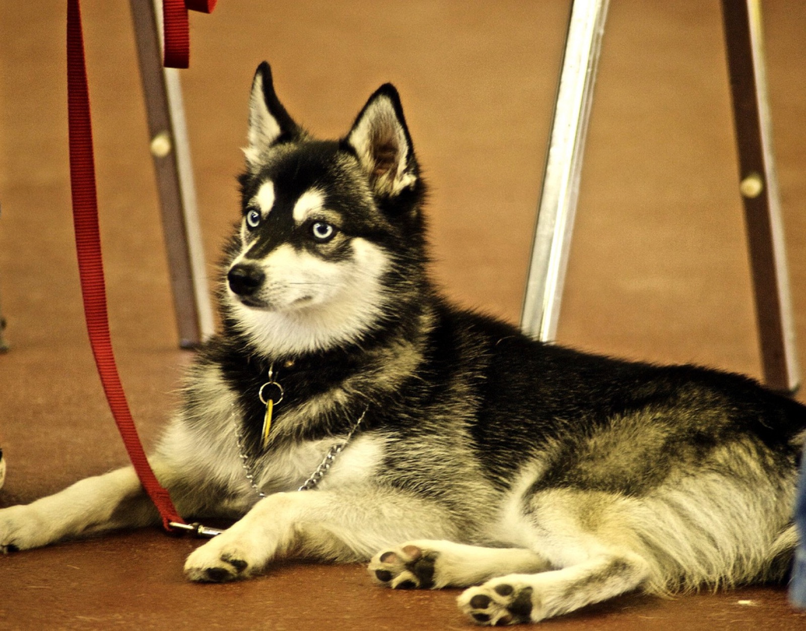 A real Alaskan Klee Kai lying outdoors