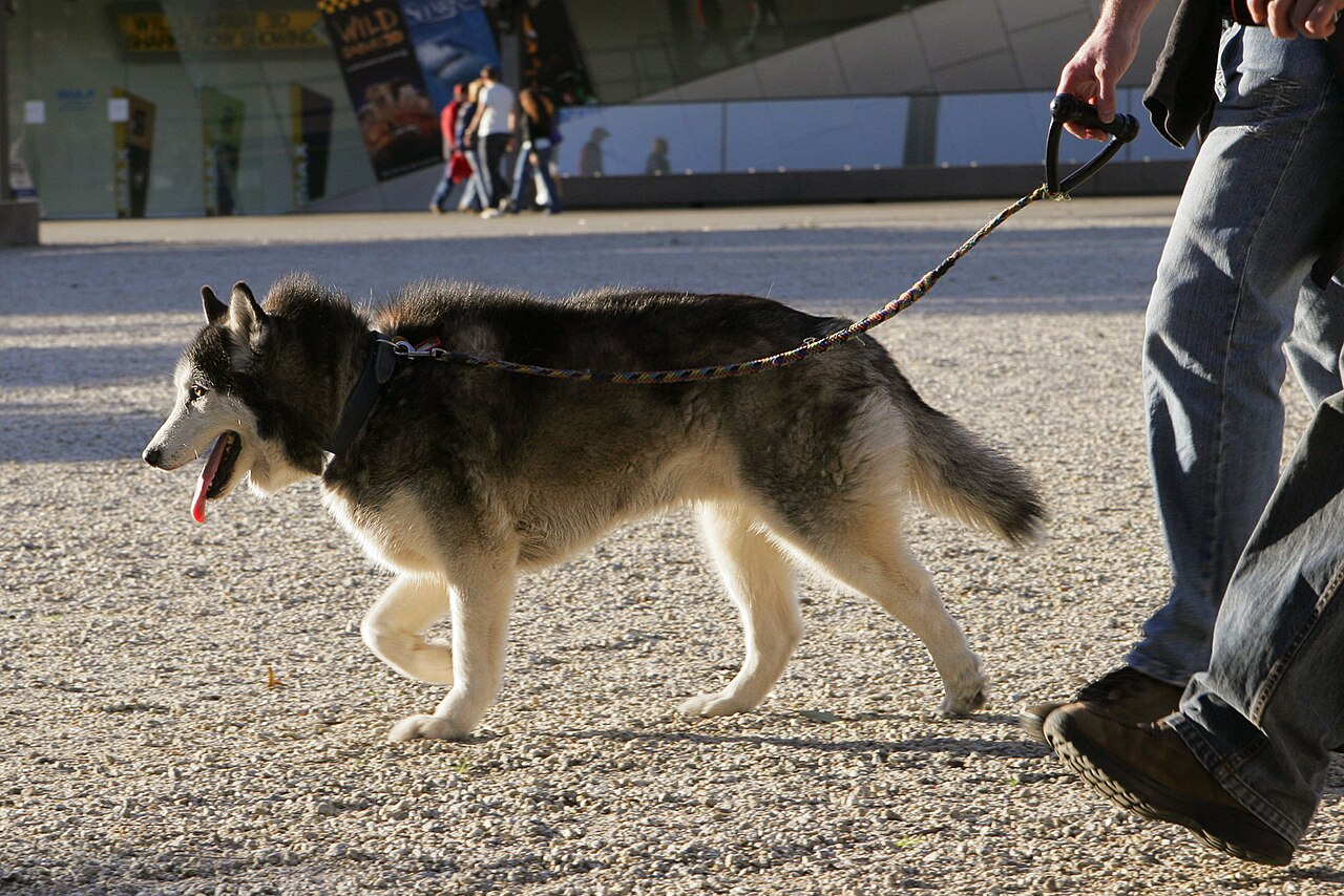 A real Alaskan Malamute
