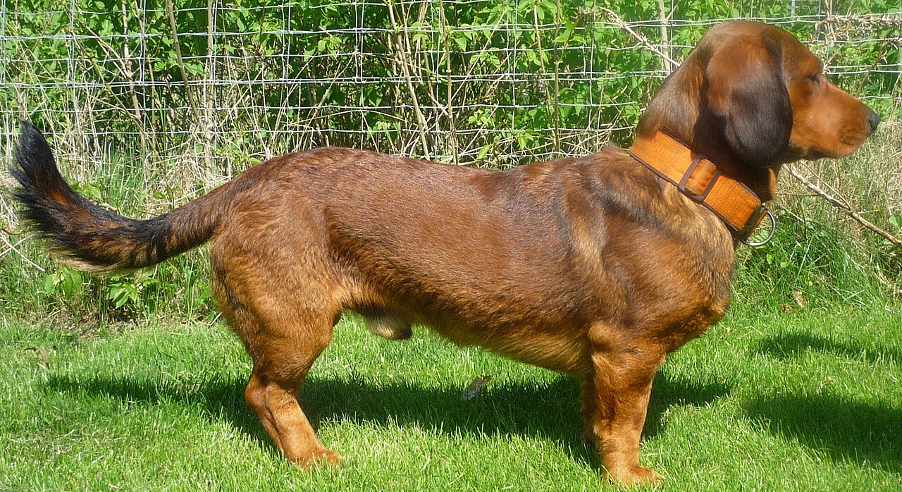 A real red Alpine Dachsbracke standing outdoors