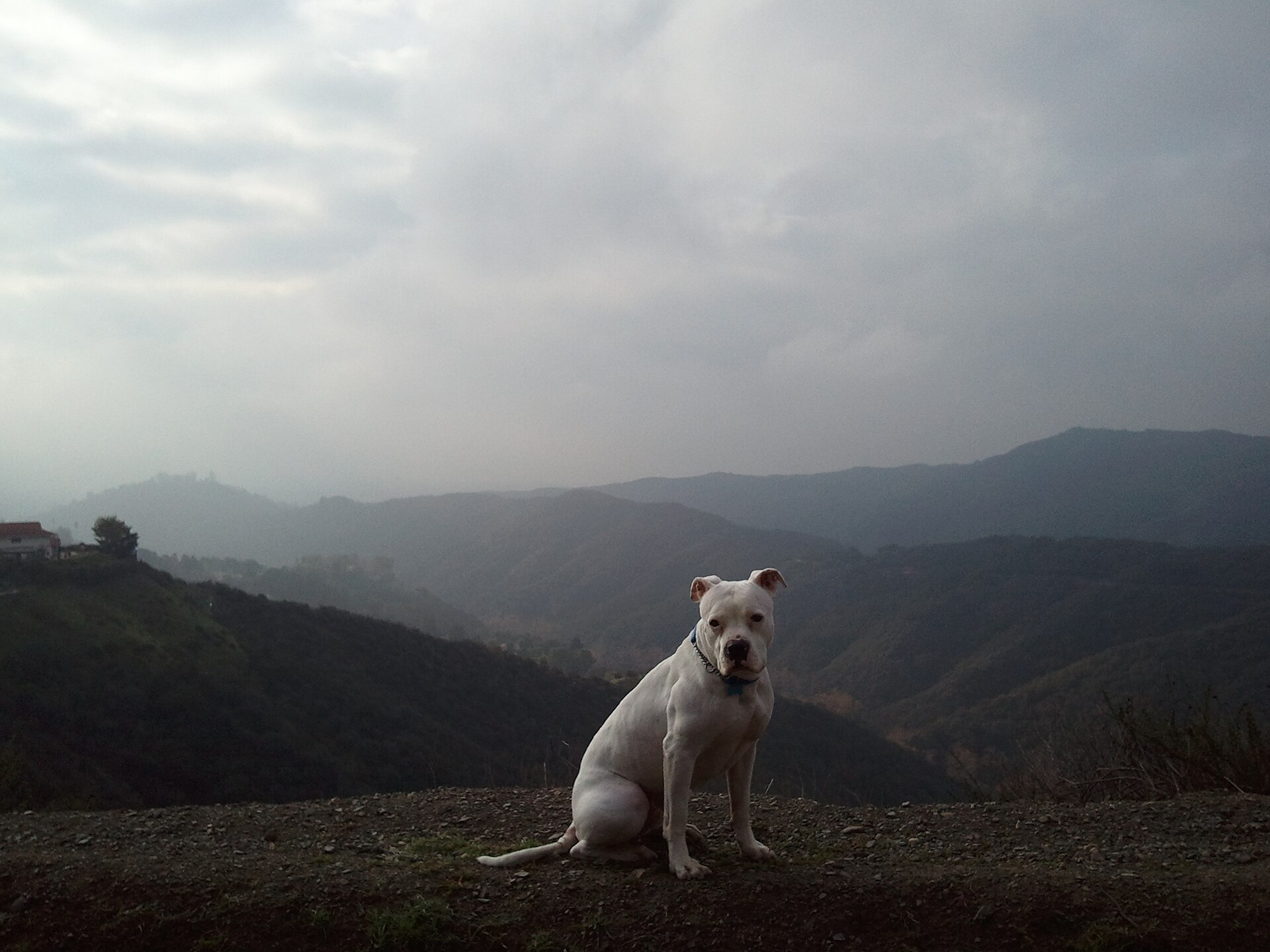 A real American Bulldog