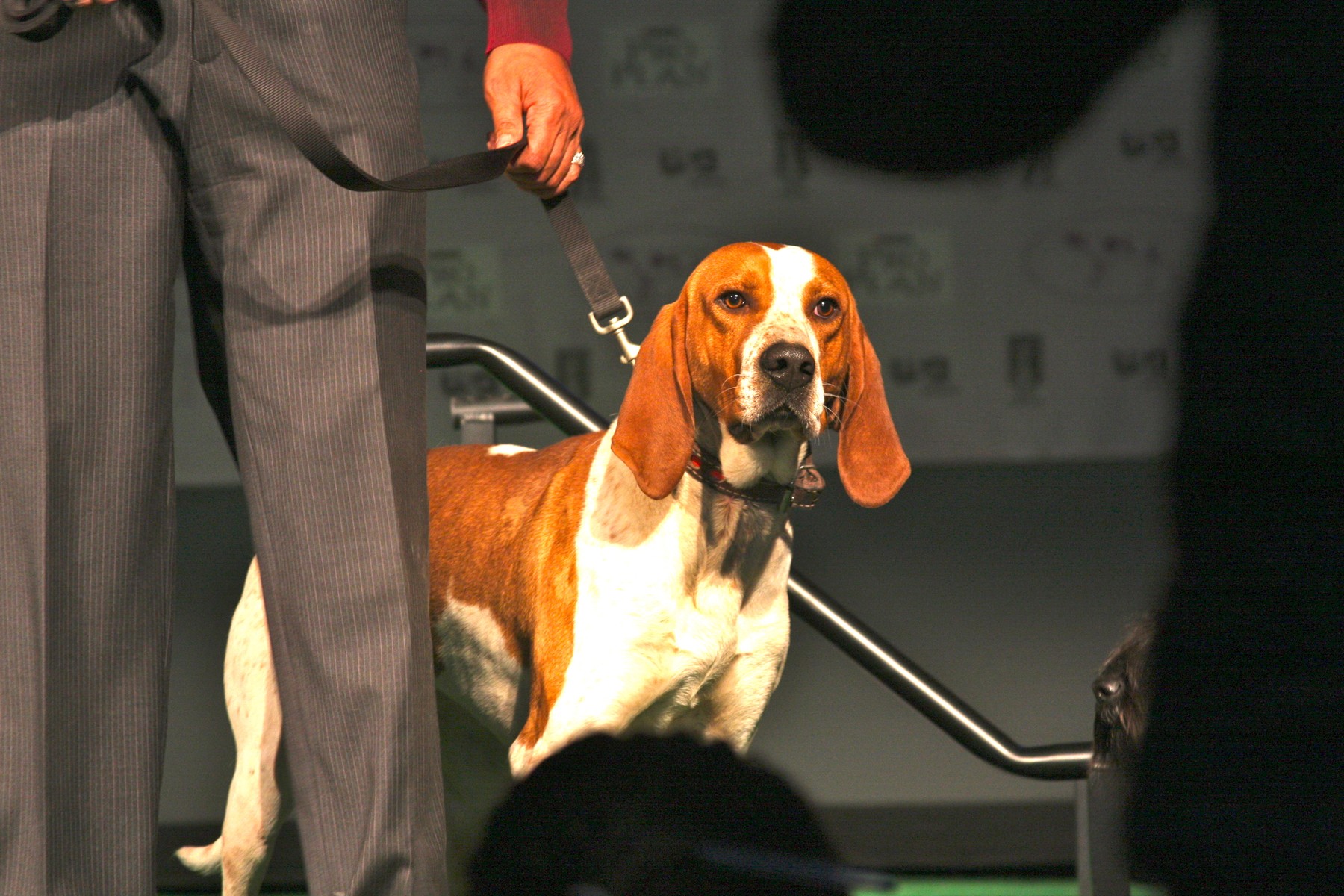 A real American English Coonhound
