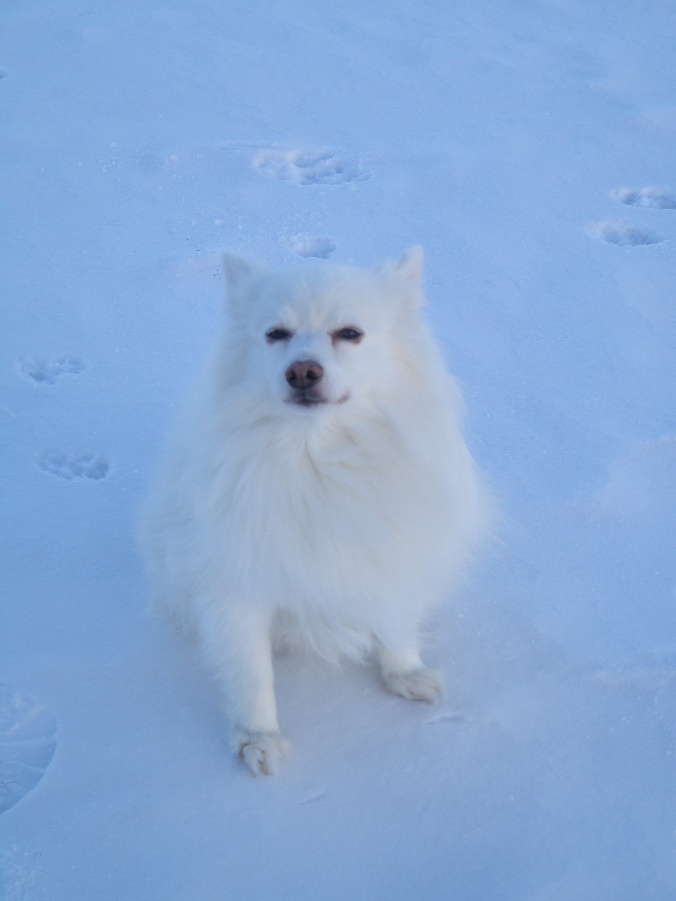 A real American Eskimo Dog
