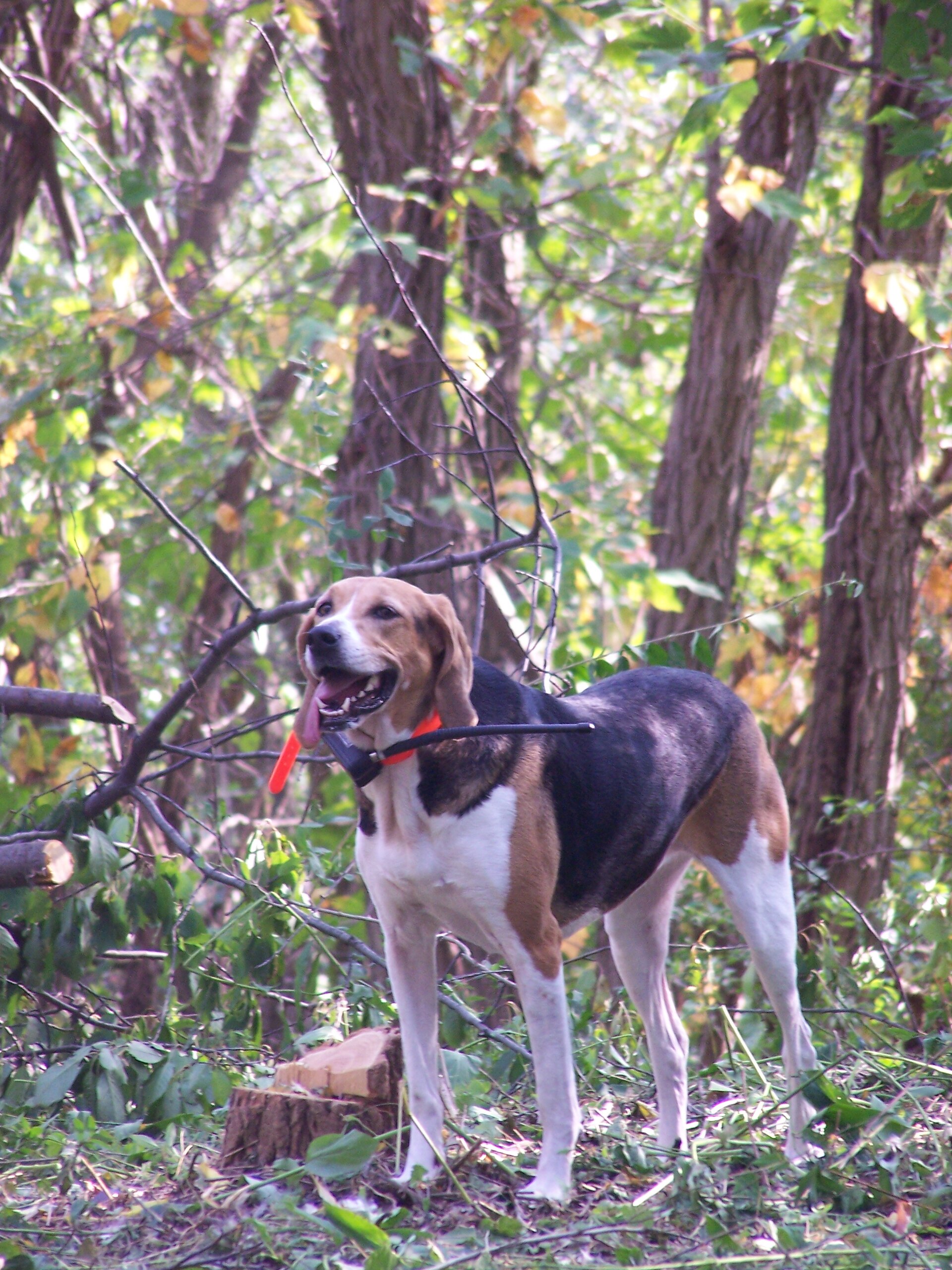 A real American Foxhound