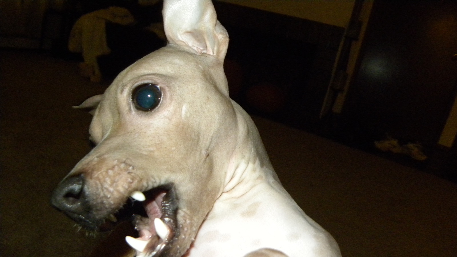 A real American Hairless Terrier