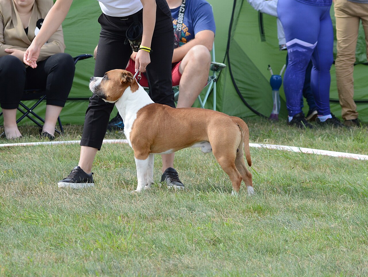 A real American Staffordshire Terrier