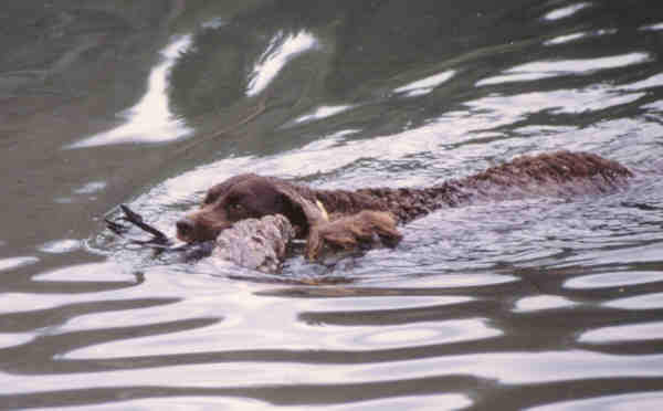 A real American Water Spaniel