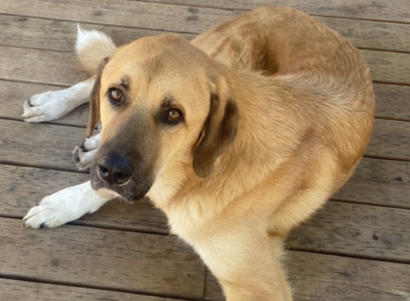 A real Anatolian Shepherd Dog