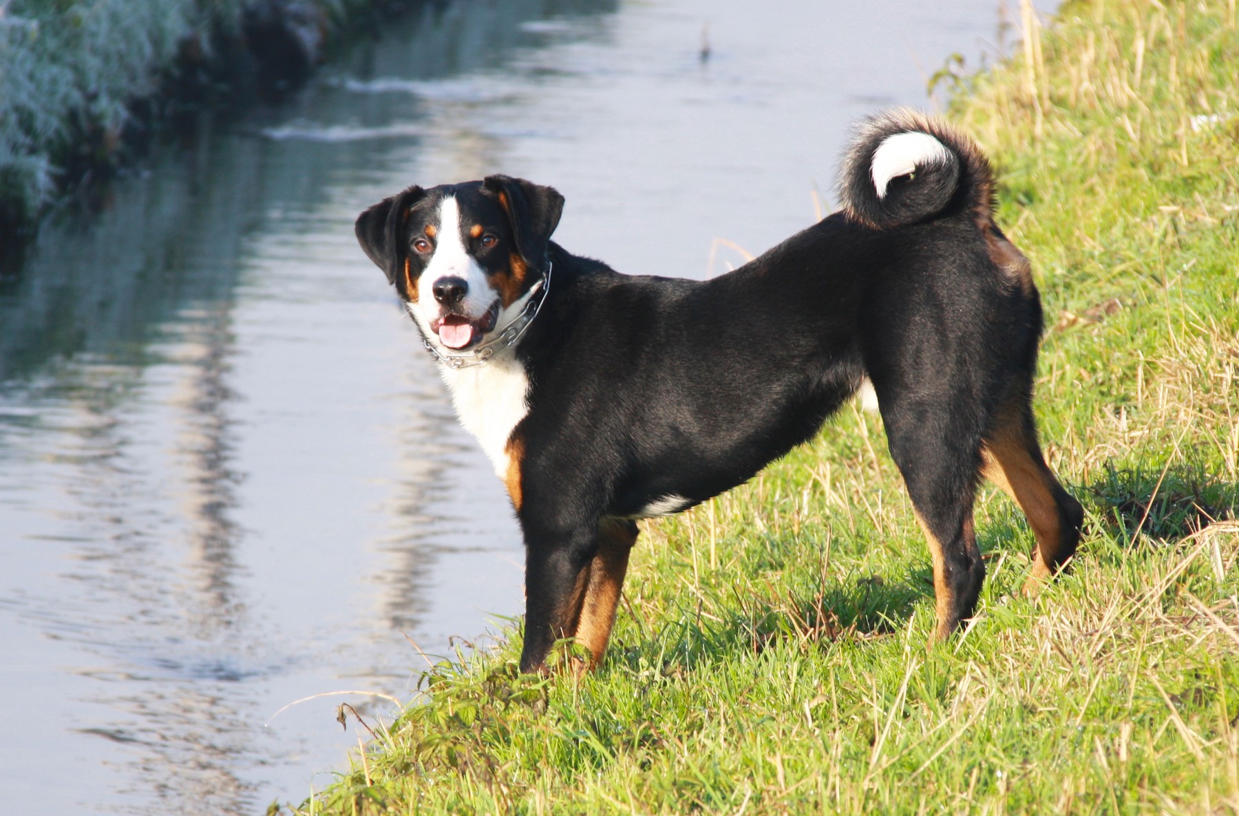 A real Appenzeller Sennenhund standing outdoors