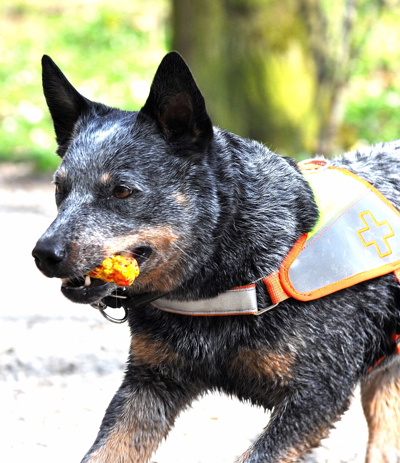 A real Australian Cattle Dog during training