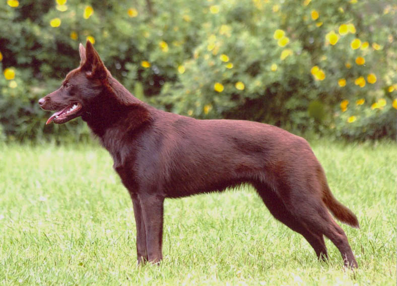 A real Australian Kelpie