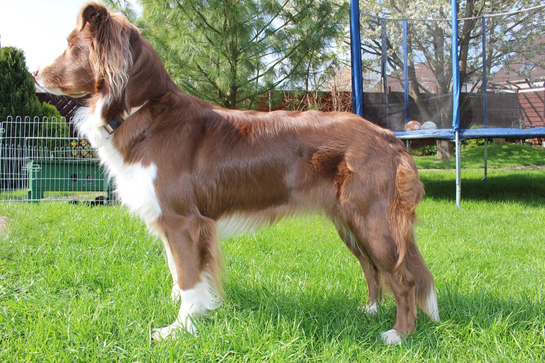 A real Australian Shepherd