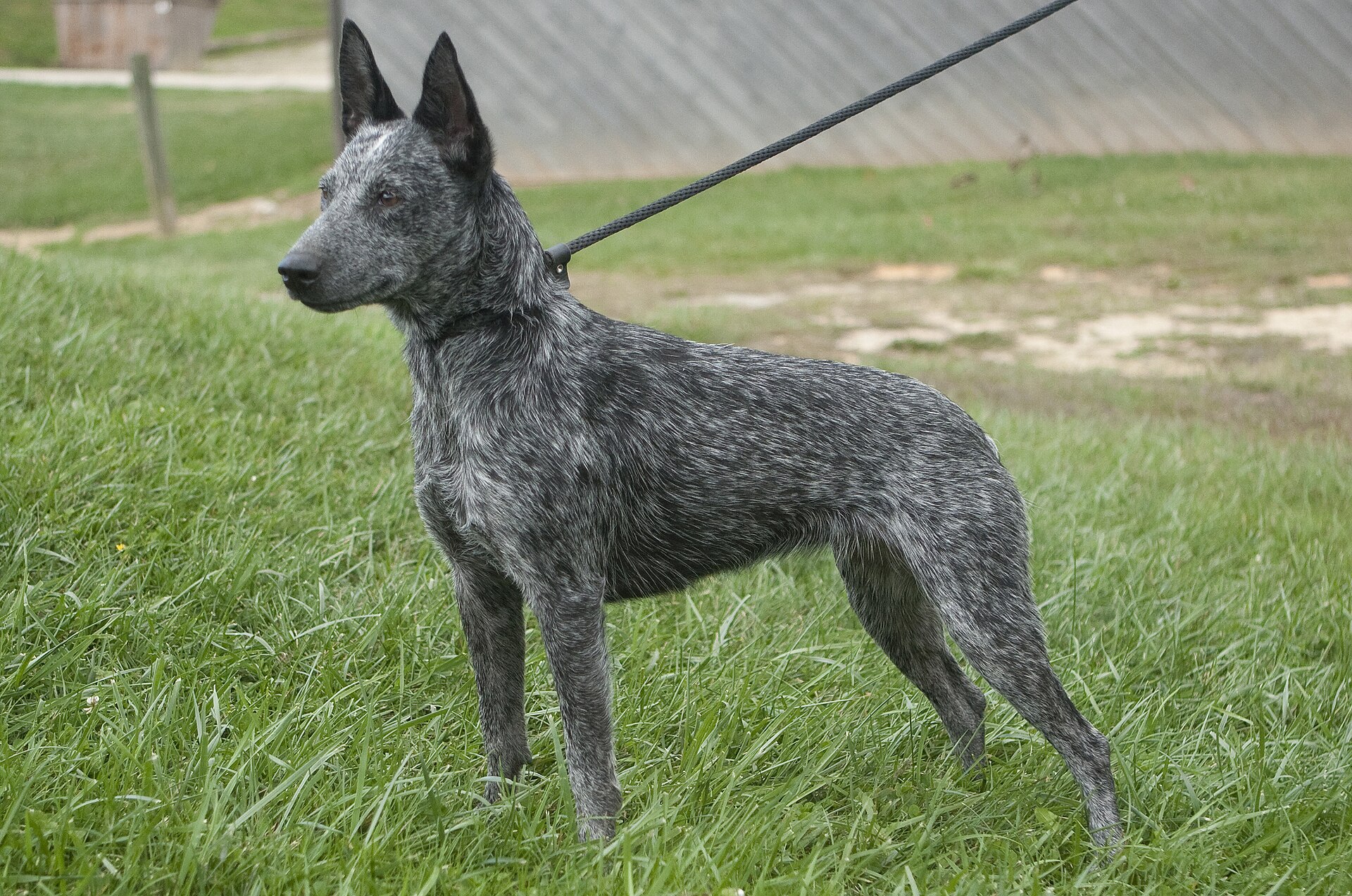 A real Australian Stumpy Tail Cattle Dog outdoors