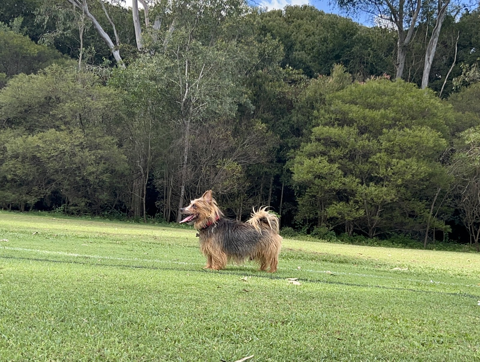 An adult Australian Terrier standing on grass
