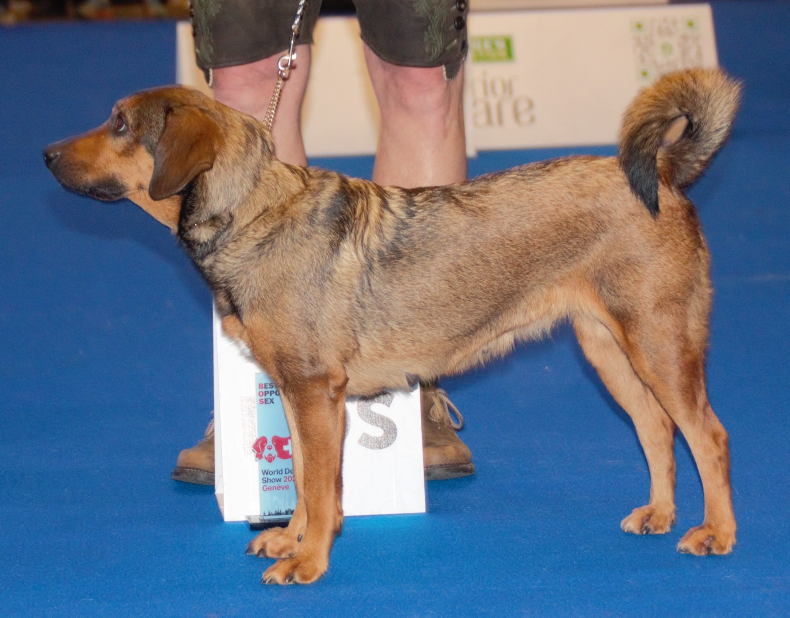 A red Austrian Pinscher standing in profile
