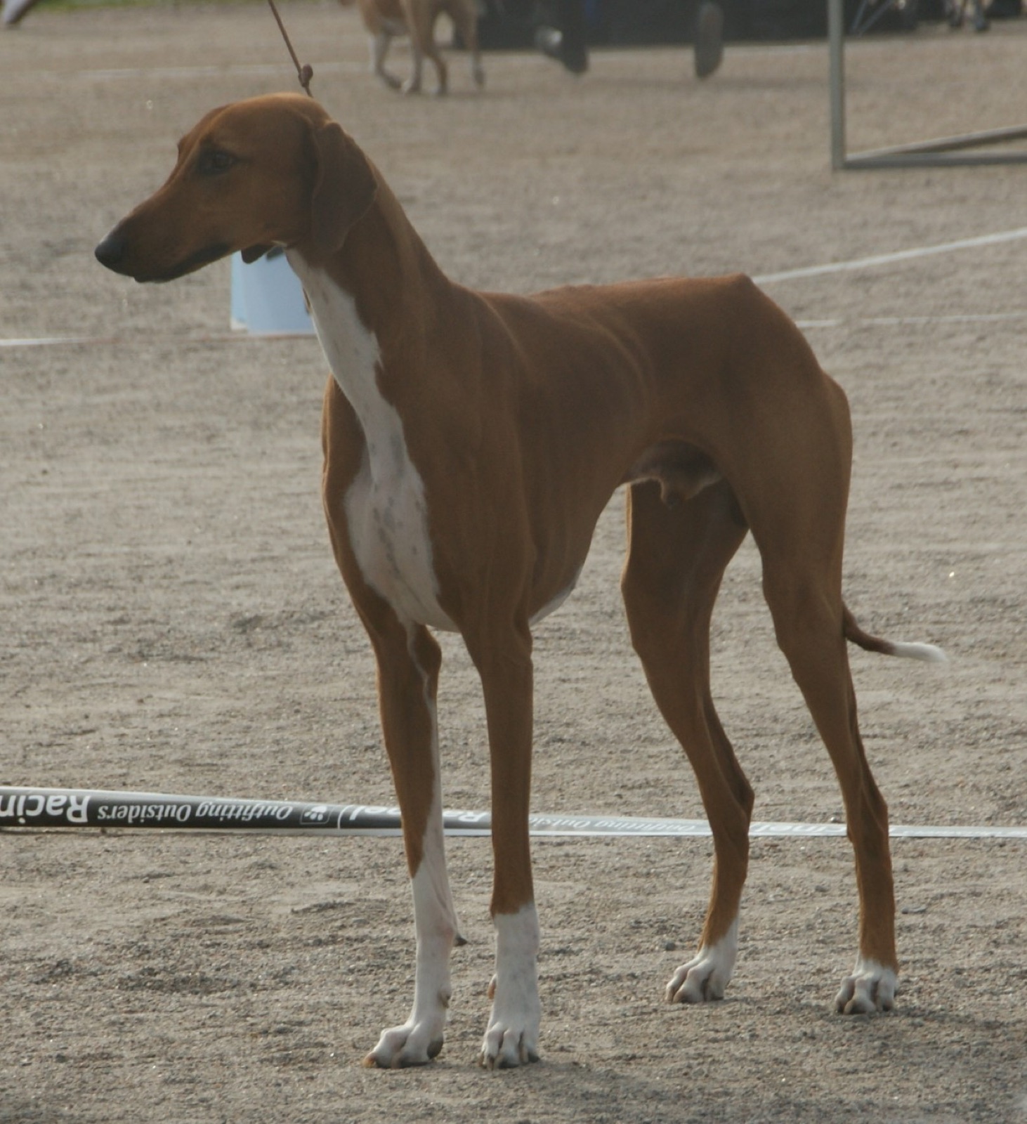 A real red and white Azawakh