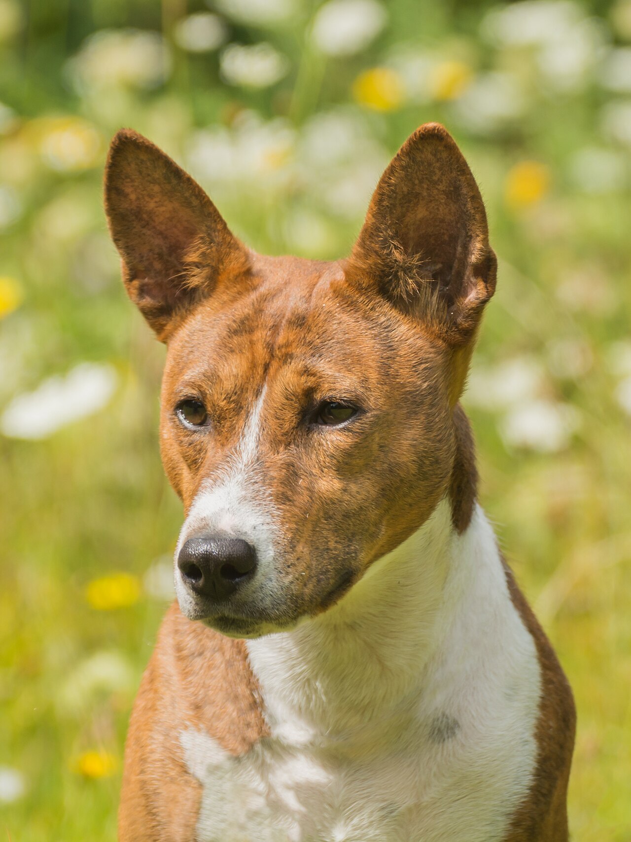 A real Basenji