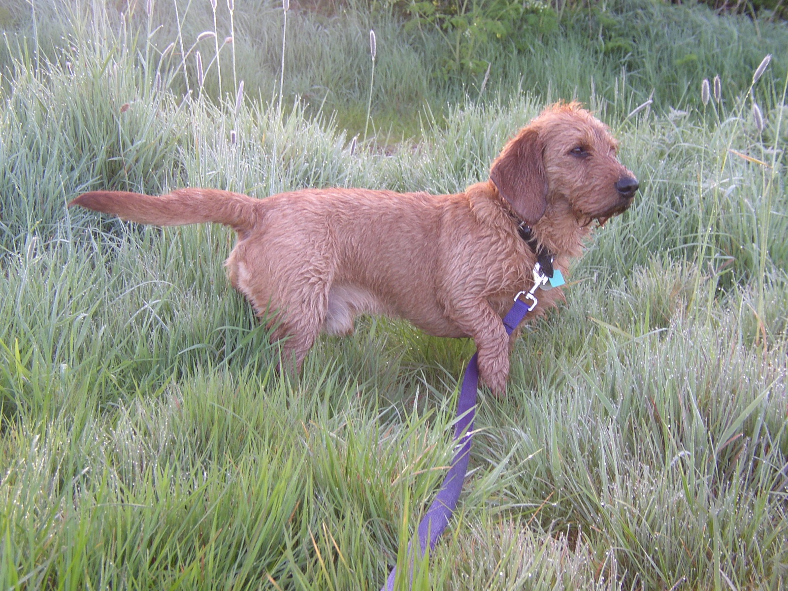 A real male Basset Fauve de Bretagne