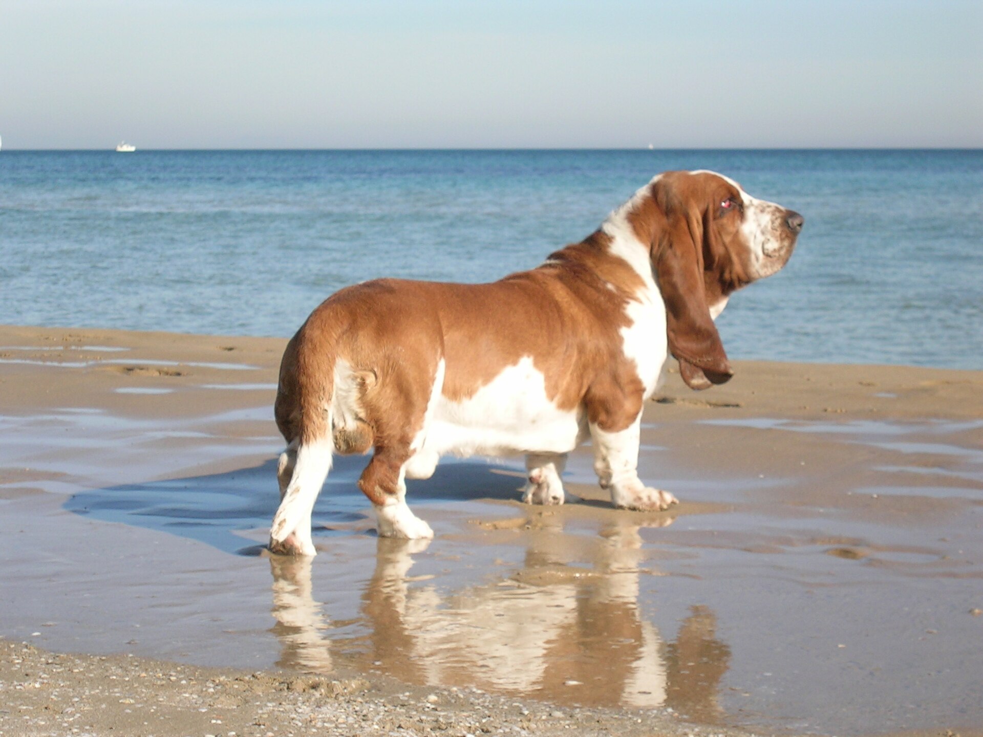 A real Basset Hound