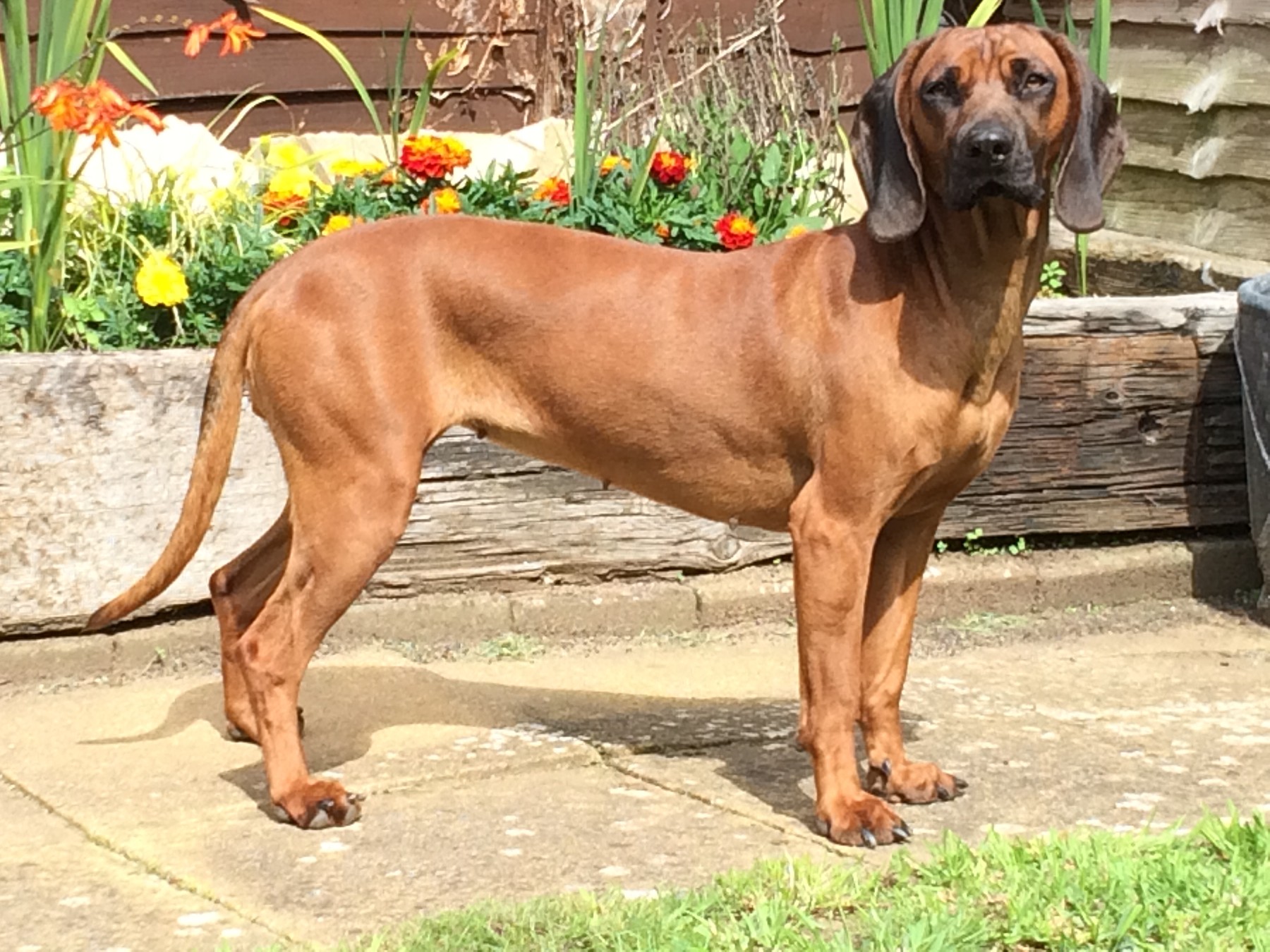 A real deer-red Bavarian Mountain Scent Hound outdoors