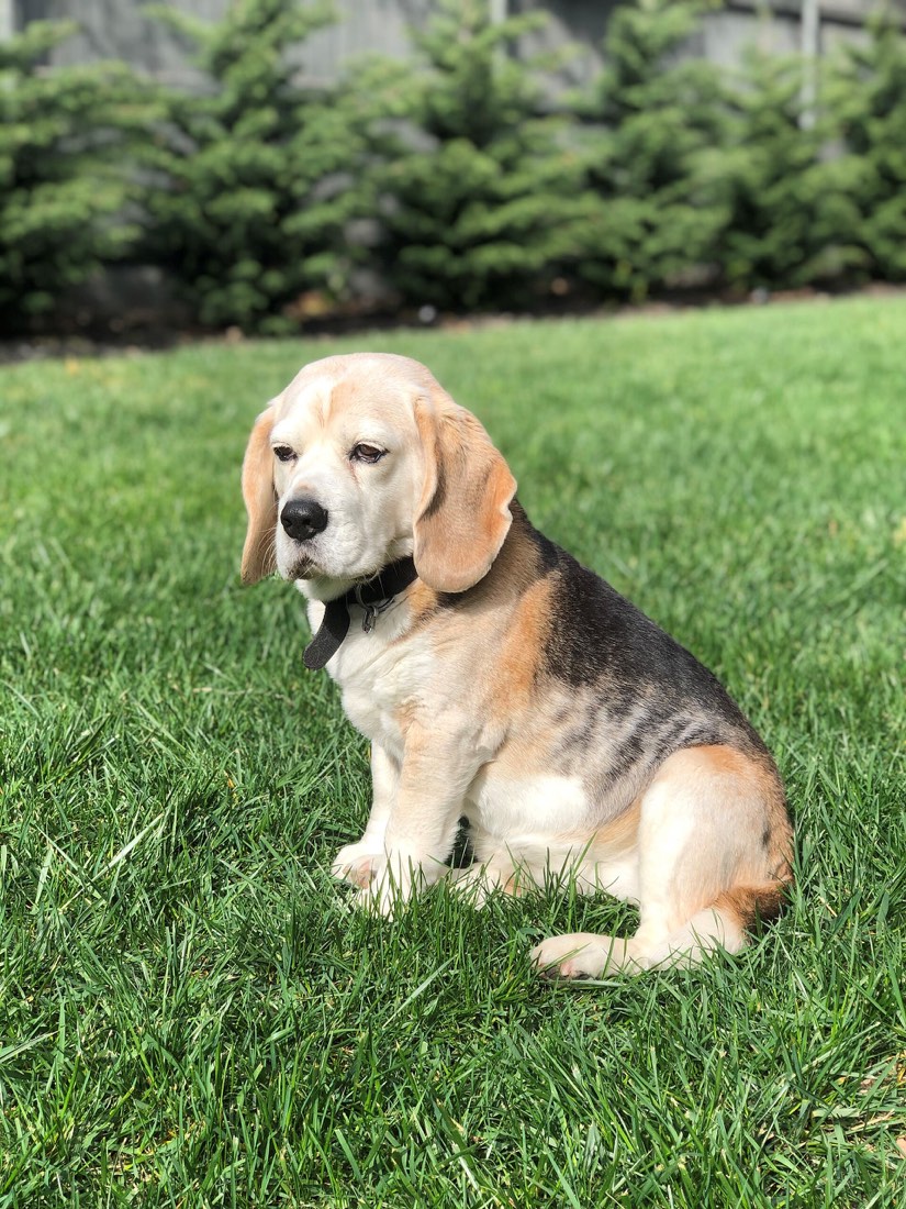 A real Beagle photographed outdoors