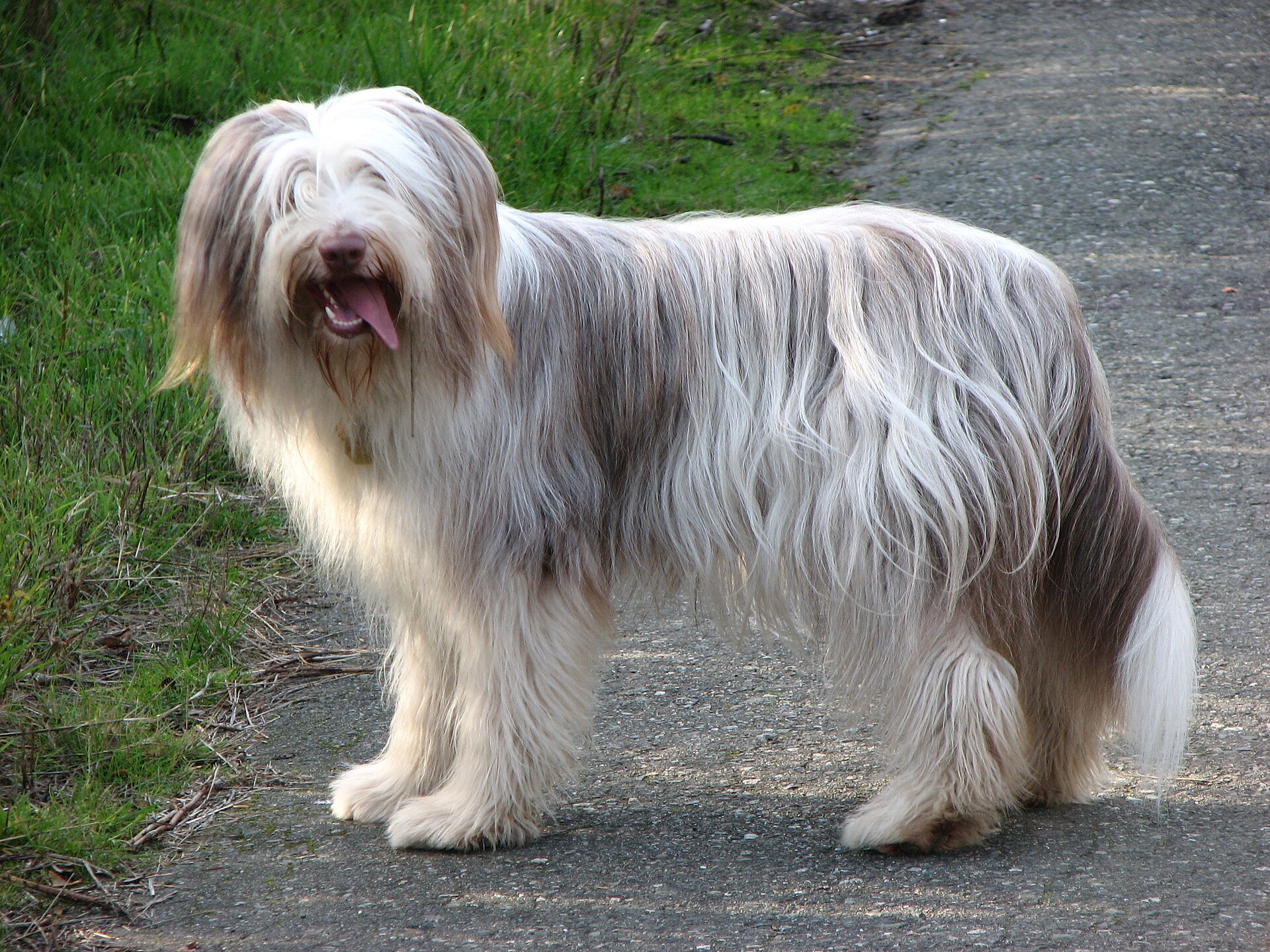 A real Bearded Collie outdoors