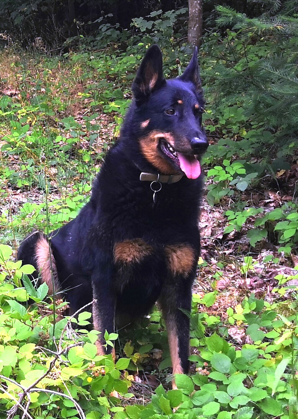 Beauceron outdoors