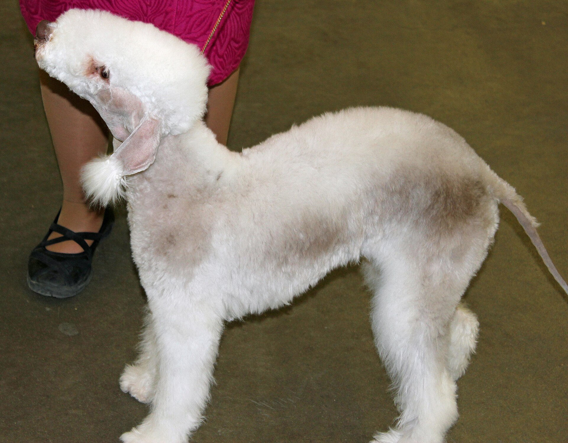 A real Bedlington Terrier