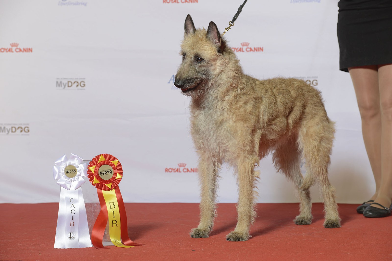 A fawn Belgian Laekenois standing at a dog show