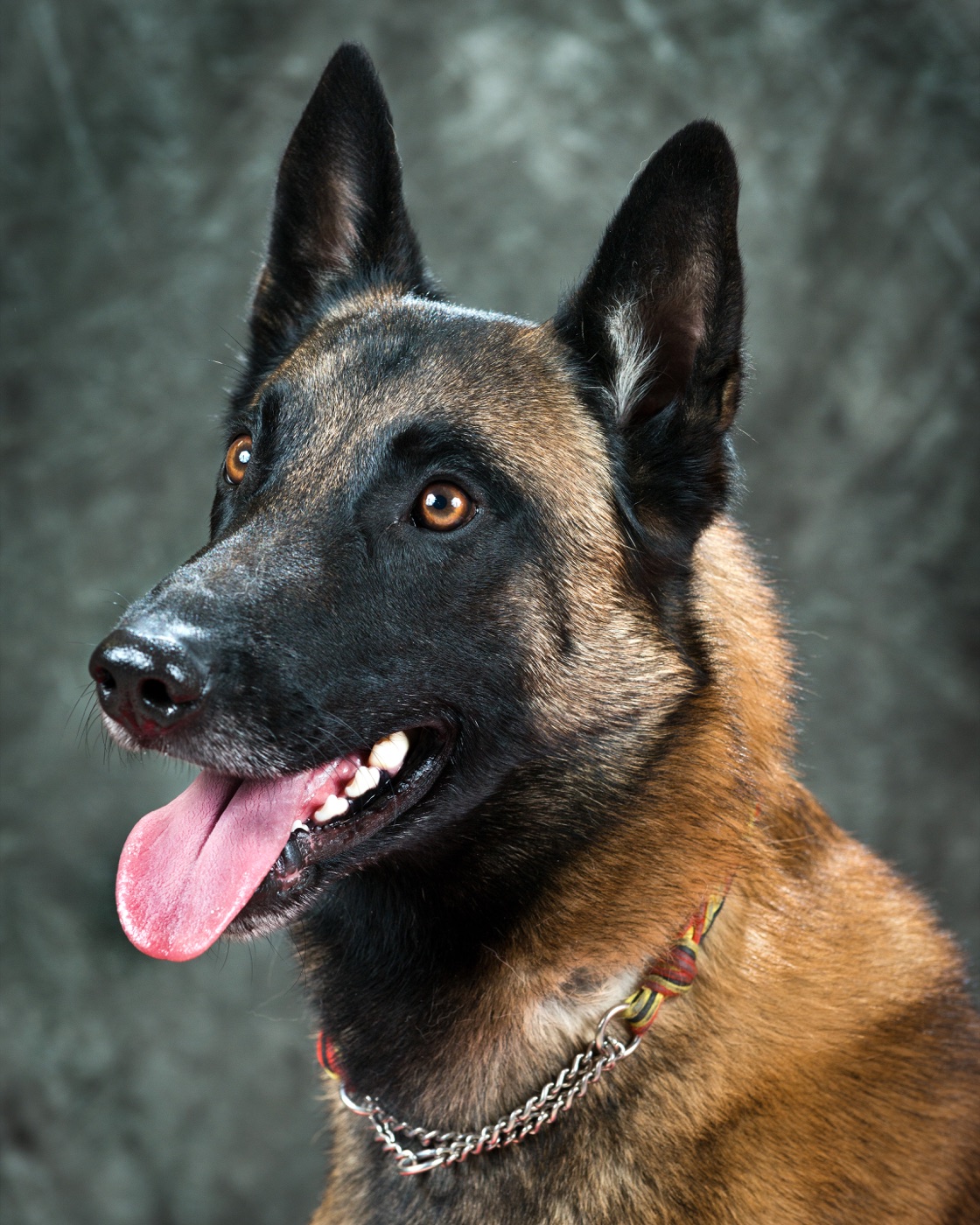 A real Belgian Malinois outdoors