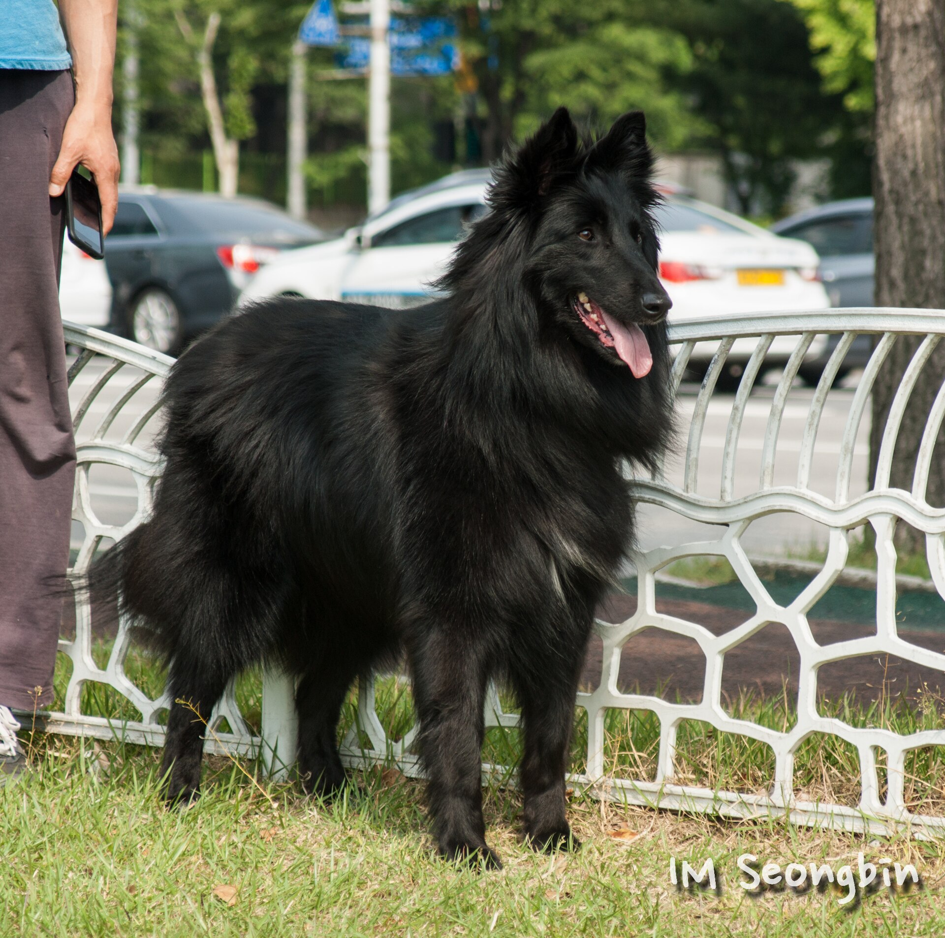 A real Belgian Sheepdog