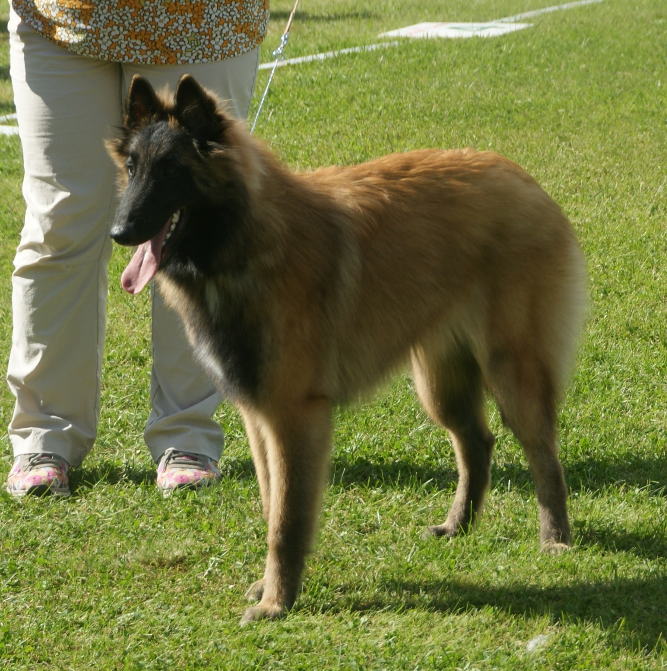 A real fawn Belgian Tervuren standing on grass